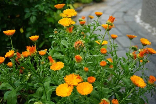 6月の庭でのカレンダー公式 カレンダーオフィシナリス Calendula Officinalis ポットマリーゴールド ルドル 一般的なマリーゴールドまたはスコッチマリーゴールド Scotch Marigold デイジー科の開花植物です — ストック写真