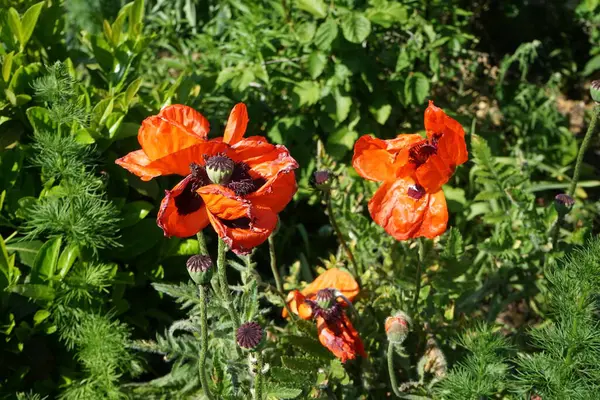 Orange Papaver Orientale Garden Early June Papaver Orientale Oriental Poppy Stock Picture