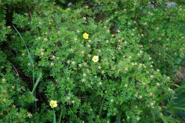 Haziran 'da Sarı Potentilla. Potentilla, Rosaceae familyasından bir bitki türü. Berlin, Almanya