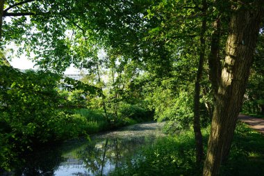Wuhle Nehri ve çevresi haziran ayında muhteşem bir bitki örtüsüyle çevrili. Berlin, Almanya 