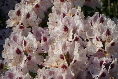 Güzel rhododendron haziranda çiçek açar. Berlin, Almanya