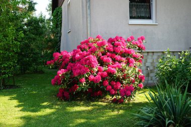 Güzel kırmızı rhododendron haziran ayında çiçek açar. Berlin, Almanya