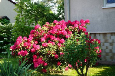 Güzel kırmızı rhododendron haziran ayında çiçek açar. Berlin, Almanya