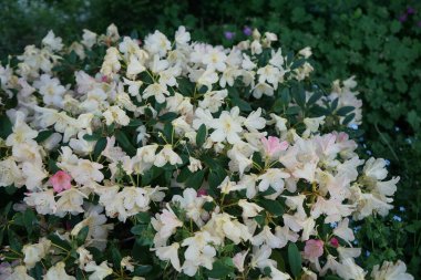 Güzel rhododendron haziranda çiçek açar. Berlin, Almanya 