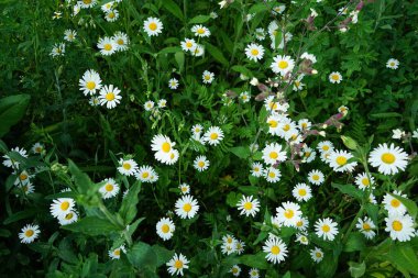 Leucanthemum vulgare, öküz gözü papatyası, öküz gözü papatyası, köpek papatyası, marguerit ve diğer yaygın isimlerle bilinen bir çiçekleme bitkisidir. Berlin, Almanya 