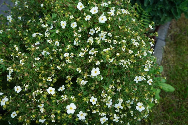 Biały Potentilla Abbotswood Ogrodzie Czerwcu Potentilla Roślina Zielna Kwitnąca Rodziny — Zdjęcie stockowe