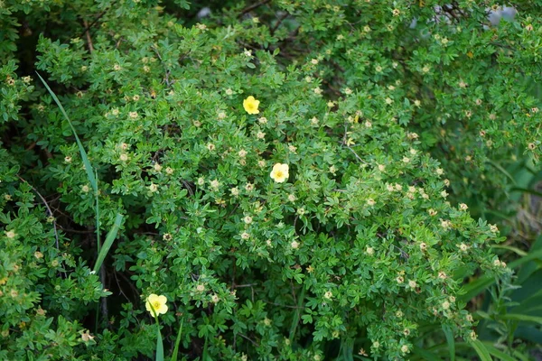 Žlutá Potentilla Červnu Potentilla Bylinná Kvetoucí Rostlina Čeledi Růžovitých Berlín — Stock fotografie