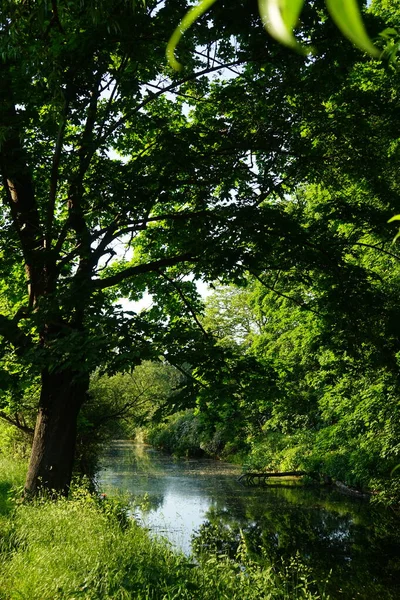 Wuhle Und Umgebung Mit Herrlicher Vegetation Juni Berlin Deutschland — Stockfoto