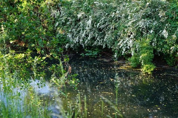 Wuhle Und Umgebung Mit Herrlicher Vegetation Juni Berlin Deutschland — Stockfoto