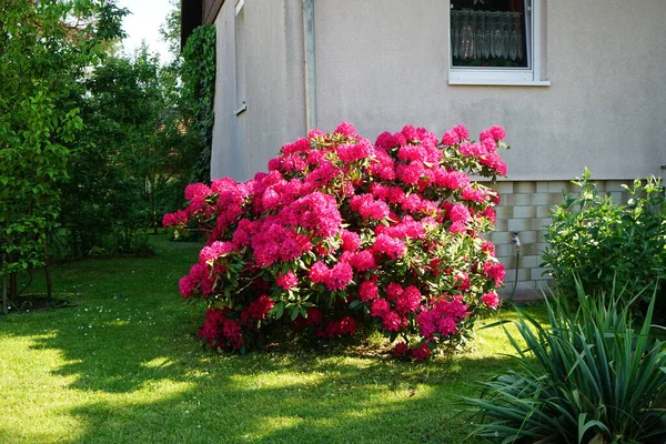 Der Schöne Rote Rhododendron Blüht Juni Berlin Deutschland — Stockfoto
