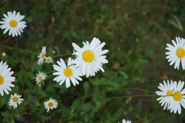 Leucanthemum Vulgare Vulgarmente Conhecido Como Margarida Olho Boi Margarida Olho — Fotografia de Stock