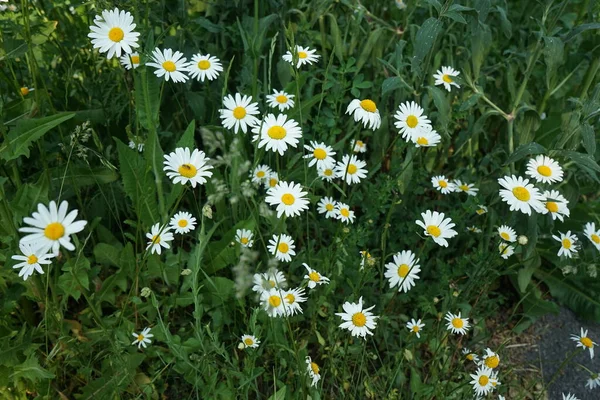 Leucanthemum Vulgare Allgemein Bekannt Als Gänseblümchen Gänseblümchen Hundsblümchen Margerite Und — Stockfoto