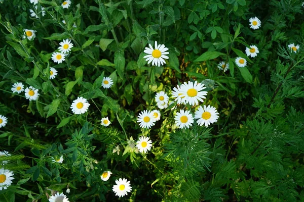 Leucanthemum Vulgare Vulgarmente Conhecido Como Margarida Olho Boi Margarida Olho — Fotografia de Stock