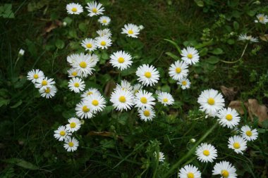 Leucanthemum vulgare, öküz gözü papatyası, öküz gözü papatyası, köpek papatyası, marguerit ve diğer yaygın isimlerle bilinen bir çiçekleme bitkisidir. Berlin, Almanya 