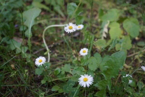 Leucanthemum Vulgare Comunemente Noto Come Margherita Occhio Bue Margherita Occhio — Foto Stock