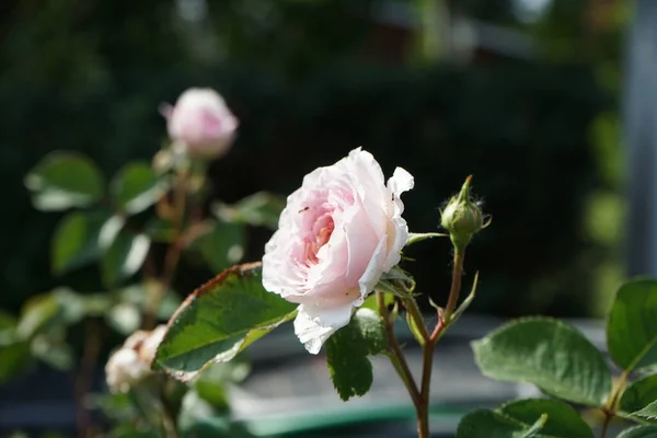 Rose Anglaise James Galway Élevée Par David Austin Magnifiquement Belles — Photo