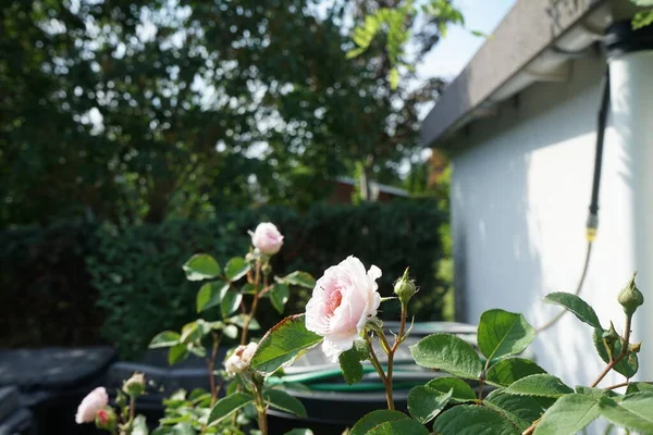 Rosa Inglesa James Galway Criada Por David Austin Impresionantemente Hermosas — Foto de Stock