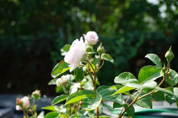 Rosa Inglesa James Galway Criada Por David Austin Impresionantemente Hermosas —  Fotos de Stock