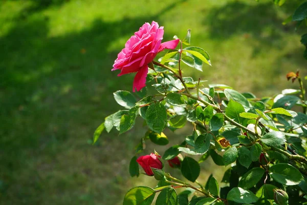 Róża Wspinaczkowa Pink Climber Tworzy Ciemnoróżowe Kwiaty Czerwcu Ogrodzie Berlin — Zdjęcie stockowe