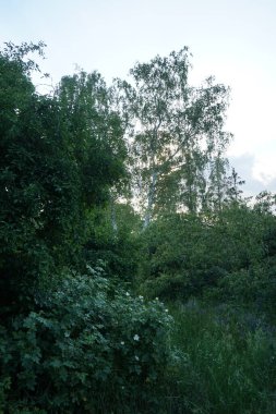 Haziran 'da beyaz yaban gülü açar. Gül, gülgiller (Rosaceae) familyasından, Rosa cinsinin uzun ömürlü bir çiçeğidir. Berlin, Almanya  