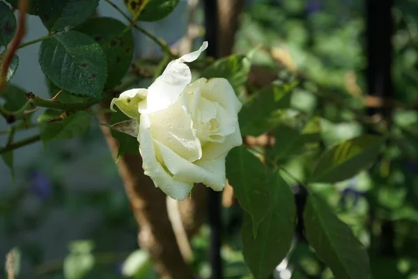 Rosa Trepadora Crema Elfe Junio Jardín Berlín Alemania —  Fotos de Stock