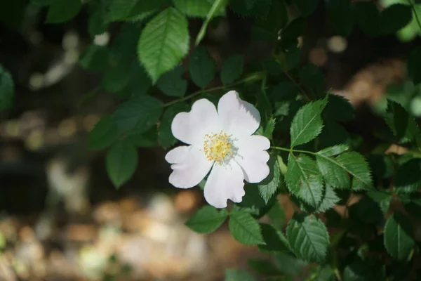 Haziran Beyaz Yaban Gülü Açar Gül Gülgiller Rosaceae Familyasından Rosa — Stok fotoğraf