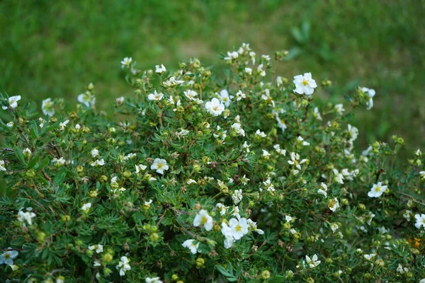 6月に白い野生のバラが咲きます バラは バラ科のロサ属の木質多年草の開花植物 またはそれが負担する花です ドイツ ベルリン — ストック写真