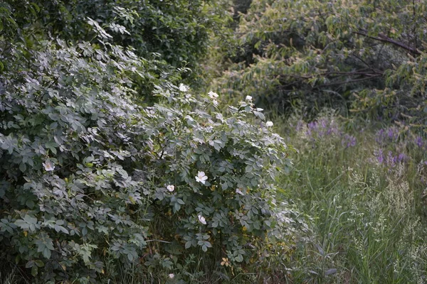 Júniusban Fehér Vadrózsa Virágzik Rózsa Rosa Nemzetséghez Rosaceae Családhoz Vagy — Stock Fotó