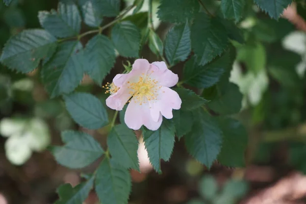 Una Rosa Selvatica Rosa Chiaro Fiorisce Giugno Una Rosa Una — Foto Stock