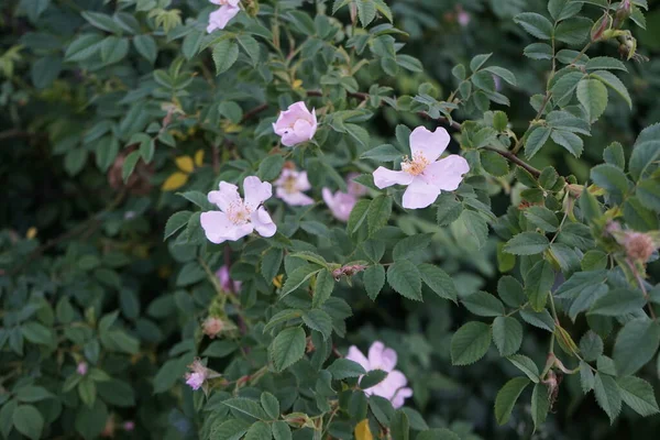 Haziranda Açık Pembe Bir Yaban Gülü Açar Gül Gülgiller Rosaceae — Stok fotoğraf