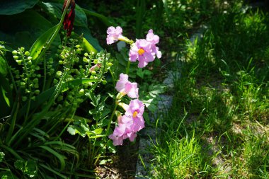 Incarvillea delavayi Haziran ayında bahçede çiçek açar. Incarvillea, Bignoniaceae familyasından bir bitki cinsidir. Berlin, Almanya 