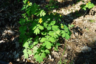 Haziranda Celandine açacağım. Chelidonium, gelincik familyasından çiçekli küçük bir bitki cinsidir. Berlin, Almanya  