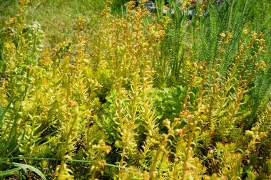 Haziran 'da çiçek açacağız. Sedum, Crassulaceae familyasından büyük bir bitki cinsidir. Berlin, Almanya 