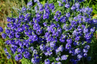 Veronica Anagallis-aquatica, Plantaginaceae familyasından 