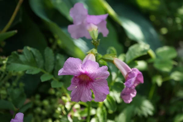 Incarvillea Delavayi Цветет Саду Июне Incarvillea Род Цветковых Растений Семействе — стоковое фото