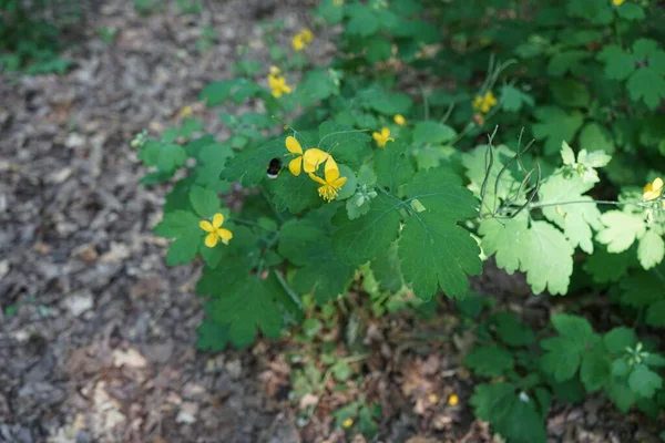 Bumblebee Lata Nad Kwiatami Wiśni Chelidonium Powszechnie Znany Jako Selendyny — Zdjęcie stockowe