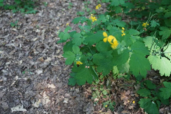 Hummel Fliegt Über Schöllkraut Blüten Chelidonium Allgemein Als Schöllkraut Bekannt — Stockfoto