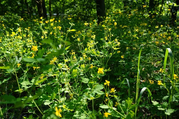 Virágzó Celandine Júniusban Chelidonium Közismert Nevén Celandine Egy Kis Nemzetség — Stock Fotó