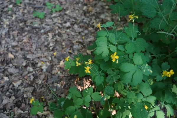 Celandine Blomstrer Juni Chelidonium Almindeligvis Kendt Som Celandiner Lille Slægt - Stock-foto