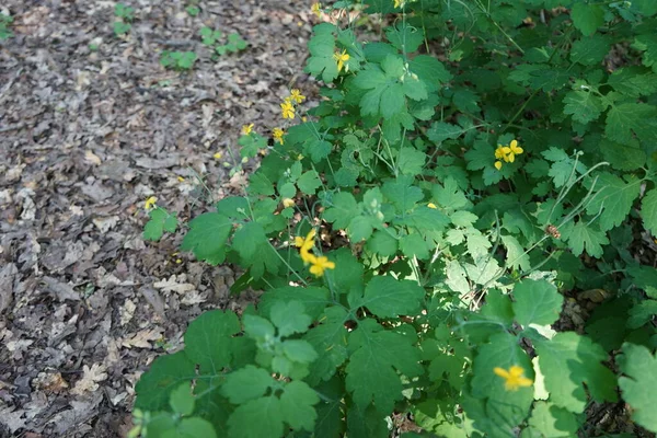 Blühender Schöllkraut Juni Chelidonium Allgemein Als Schöllkraut Bekannt Ist Eine — Stockfoto