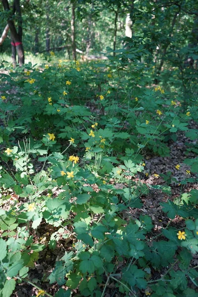 Floraison Célandine Juin Chelidonium Est Genre Plantes Famille Des Chelidonium — Photo