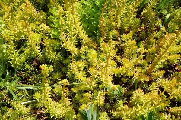 Haziran Çiçek Açacağız Sedum Crassulaceae Familyasından Büyük Bir Bitki Cinsidir — Stok fotoğraf