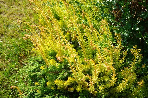 Bloeiend Sedum Juni Sedum Een Geslacht Van Tweezaadlobbige Planten Uit — Stockfoto