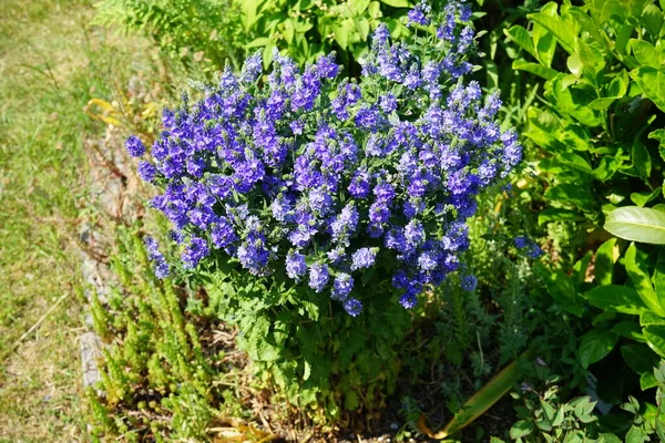 Veronica Anagallis Aquatica Uma Espécie Angiospérmica Família Plantaginaceae Conhecida Pelos — Fotografia de Stock