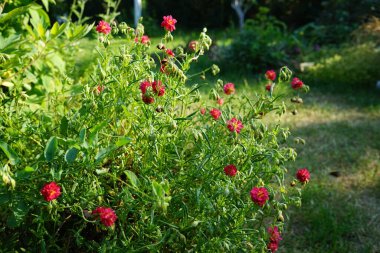 Helianthemum x cultorum 'Cerise Queen' kış yeşili, sayısız pembe çiçekle parlayan yer kaplayan uzun ömürlü bir çiçektir. Berlin, Almanya 
