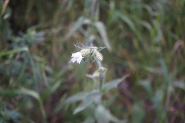 Silene Latifolia Subsp Alba Melandrium Album White Campion Uma Planta — Fotografia de Stock