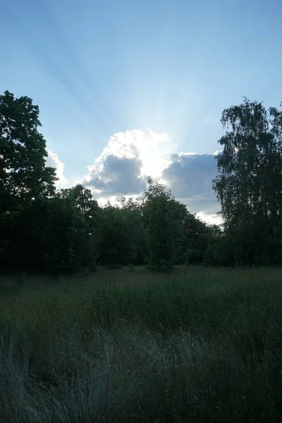 Puesta Sol Sobre Bosque Junio Berlín Alemania —  Fotos de Stock