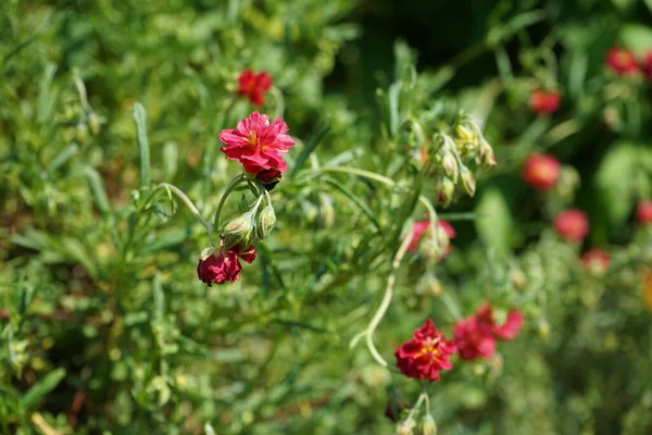 Helianthemum Cultorum Cerise Queen Inverno Verde Perene Cobertura Solo Que — Fotografia de Stock