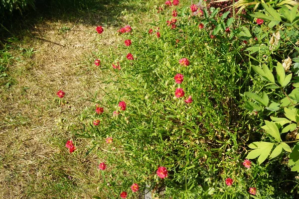 Helianthemum Culturum Cerise Queen は冬から緑に覆われた多年生植物で 無数のピンク色の花で輝きます ドイツ ベルリン — ストック写真