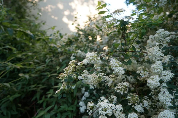 Viburnum Lantana Ανθίζει Στις Αρχές Ιουνίου Viburnum Lantana Οδοιπόρος Οδοιπόρος — Φωτογραφία Αρχείου